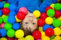 Happy little kid boy playing at colorful plastic balls playground high view. Funny child having fun indoors. Royalty Free Stock Photo