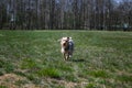 Happy little orange havanese puppy dog is sitting in the grass Royalty Free Stock Photo