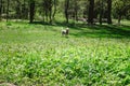 Happy little orange havanese puppy dog is sitting in the grass Royalty Free Stock Photo