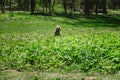 Happy little orange havanese puppy dog is sitting in the grass Royalty Free Stock Photo