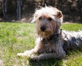 Happy little orange havanese puppy dog is sitting in the grass Royalty Free Stock Photo