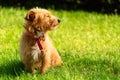 Happy little orange havanese puppy dog sitting in the green grass Royalty Free Stock Photo