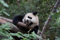 Close up Little panda on the beam