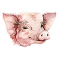 Happy little pig watercolor illustration. Small piglet portrait - farm domestic animal image. Isolated on white background.