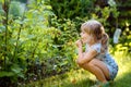 Happy little preschool girl picking and eating healthy raspberries in domestic garden in summer, on sunny day. Child Royalty Free Stock Photo