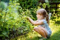 Happy little preschool girl picking and eating healthy raspberries in domestic garden in summer, on sunny day. Child Royalty Free Stock Photo