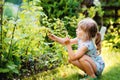 Happy little preschool girl picking and eating healthy raspberries in domestic garden in summer, on sunny day. Child Royalty Free Stock Photo