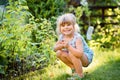 Happy little preschool girl picking and eating healthy raspberries in domestic garden in summer, on sunny day. Child Royalty Free Stock Photo