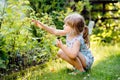 Happy little preschool girl picking and eating healthy raspberries in domestic garden in summer, on sunny day. Child Royalty Free Stock Photo