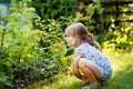 Happy little preschool girl picking and eating healthy raspberries in domestic garden in summer, on sunny day. Child Royalty Free Stock Photo