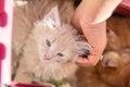 Happy little red kitten likes being stroked by woman`s hand Royalty Free Stock Photo