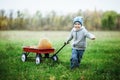 Happy little toddler boy on pumpkin patch on cold autumn day, with a lot of pumpkins for halloween or thanksgiving Royalty Free Stock Photo
