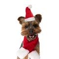 Happy little yorkshire terrier dog with christmas hat and scarf panting Royalty Free Stock Photo