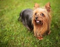 Happy little yorkshire terrier puppy dog panting