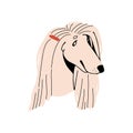 Happy longhair Borzoi muzzle. Purebred puppy of Afghan Hound portrait. Cute face of fluffy dog. Funny Sighthound pup Royalty Free Stock Photo