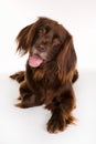 Happy longhaired pointer dog Royalty Free Stock Photo