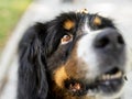 Happy look of a dog looking at its owner Royalty Free Stock Photo
