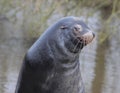 Happy looking California sea lion Royalty Free Stock Photo