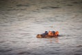 Single cute hippo calf semi-submerged in green waters. South Afr Royalty Free Stock Photo