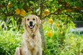 A happy looking golden retriever sitting under a lemon tree Royalty Free Stock Photo