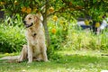 A happy looking golden retriever sitting under a lemon tree Royalty Free Stock Photo