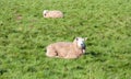 Happy looking sheep in the English countryside. Royalty Free Stock Photo