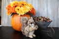 A happy looking squirrel looking at the camera with a pumpkin full of mums and a lot of acorns behind him