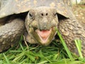 A Happy Looking Tortoise Eating Grass. Royalty Free Stock Photo