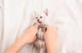 Happy lovely cat. Cute kitten in hands of woman. girl is playing with hands with nice kitten. white fluffy kitten on bed Royalty Free Stock Photo