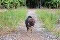 Happy lovely German Shepherd puppy playing in green grass nature on the yard.