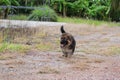 Happy lovely German Shepherd puppy running in green grass nature on the yard.