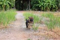 Happy lovely German Shepherd puppy running in nature on the yard.