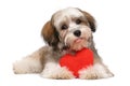 Happy lover valentine havanese puppy Royalty Free Stock Photo