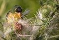 Happy Male American Goldfinch Eating Thistle Seeds