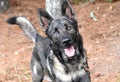 Happy male Belgian Malinois and German Shepherd mix breed dog outside on leash wagging tail Royalty Free Stock Photo