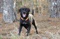 Happy black Labrador Feist mixed breed dog with orange collar