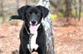 Happy male black and white Pointer and Labrador mix breed dog outside on leash wagging tail Royalty Free Stock Photo