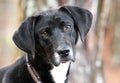 Happy male black and white Pointer and Labrador mix breed dog outside on leash wagging tail Royalty Free Stock Photo