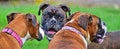 Happy male brindle boxer with his 2 fawn girl friends HDR