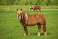 A Male Flaxen Chestnut Horse Stallion Colt Looks Up Towards Camera While Grazing in Pasture Royalty Free Stock Photo