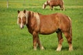 A Male Flaxen Chestnut Horse Stallion Colt Looks Up Towards Camera While Grazing in Pasture Royalty Free Stock Photo