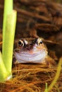 Very happy froggy (Rana temporaria) Royalty Free Stock Photo