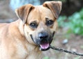 Happy male red Cattle Dog and Border Collie mix dog portrait Royalty Free Stock Photo