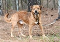 Happy male red retriever and Beagle mix breed dog Royalty Free Stock Photo