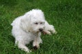 Happy maltese dog in a meadow