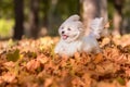 Happy Maltese Dog is Running on the Autumn Leaves Ground.
