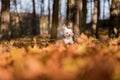 Happy Maltese Dog is Running on the Autumn Leaves Ground. Open M Royalty Free Stock Photo
