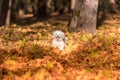 Happy Maltese Dog is Running on the Autumn Leaves Ground.