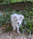 Happy Maltipom Curiously Gazes in the Garden Royalty Free Stock Photo