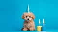 Happy Maltipoo puppy dog in party hat celebrating a birthday, blue background with copy space to side